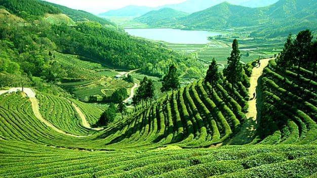Darjeeling_tea_hills