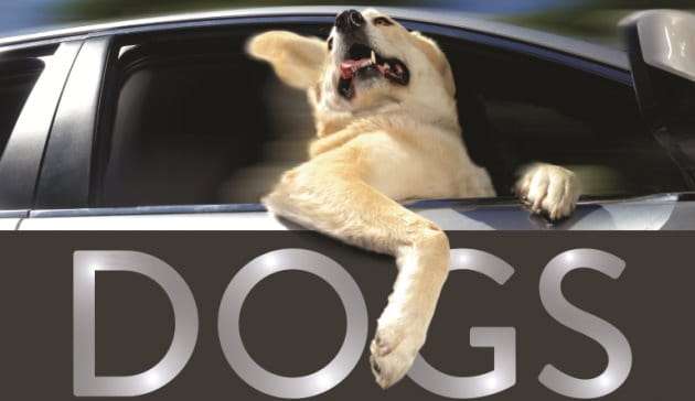 National Dog Day feature