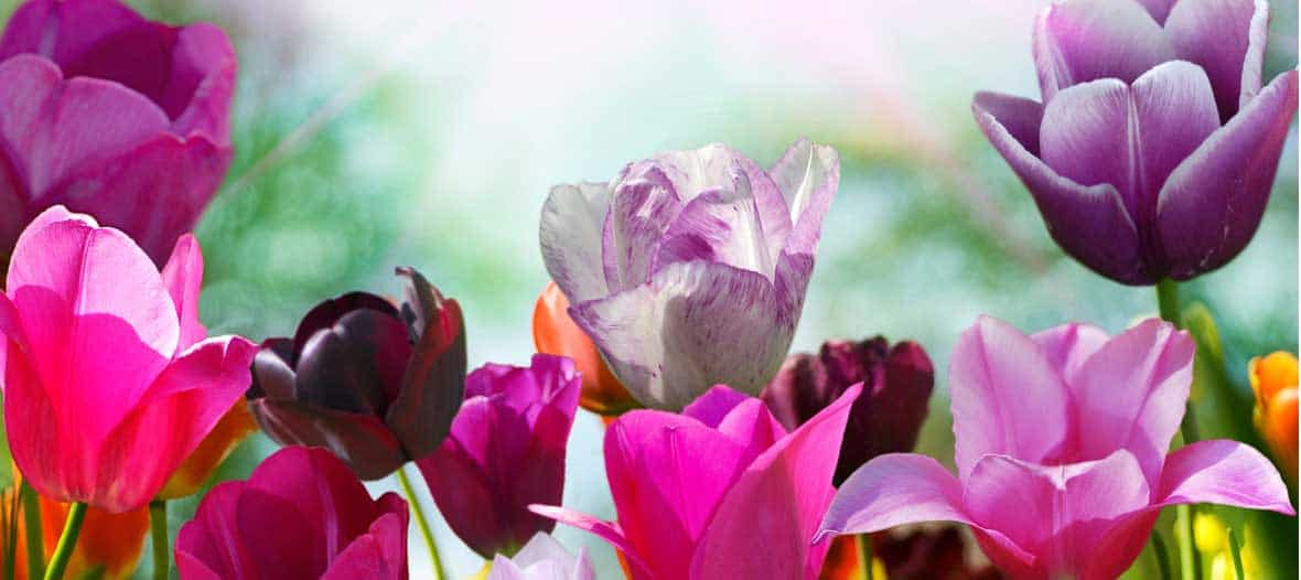 Blooms-and-Plumes