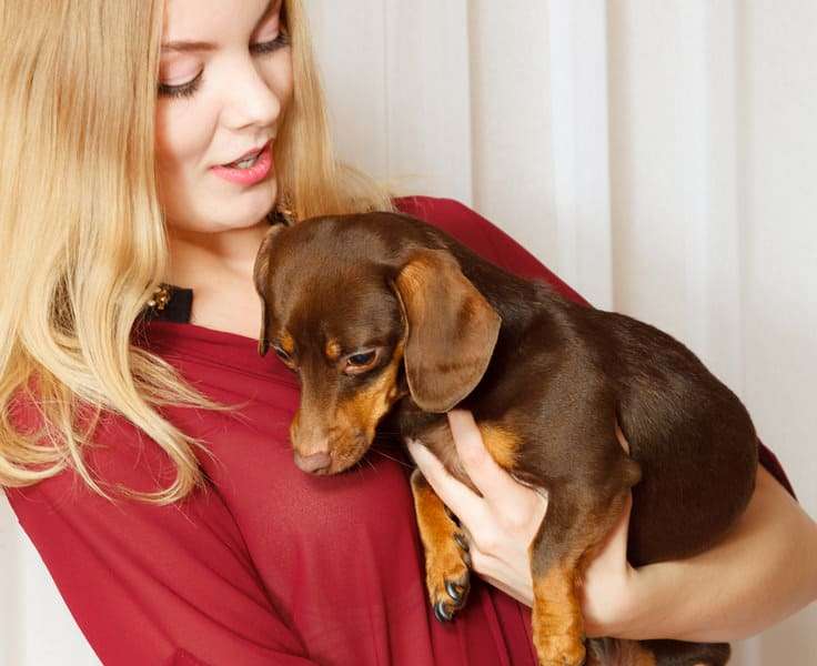 Pets cover photo