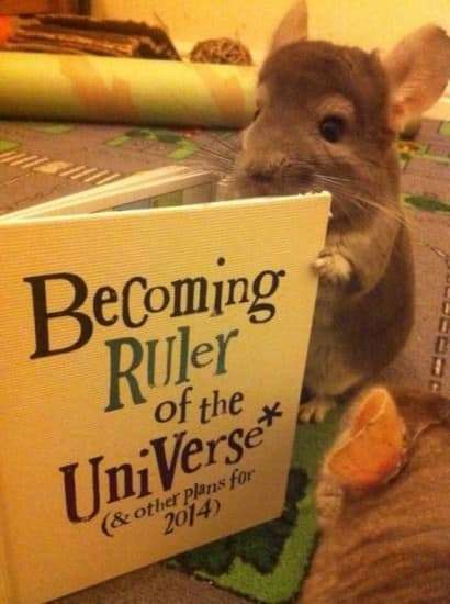 cute-animals-reading-books-2