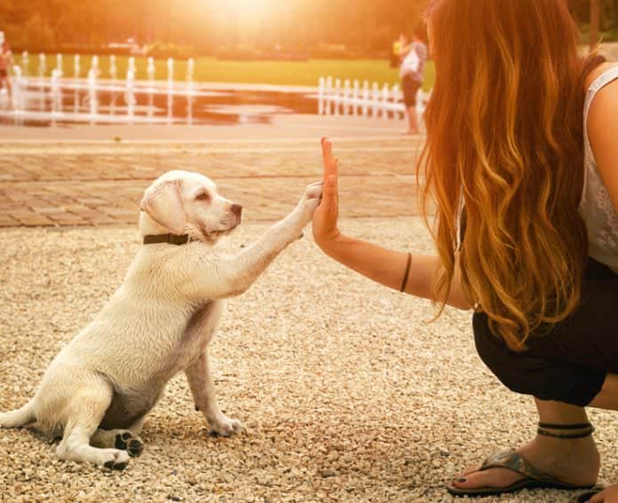 we-love-dogs