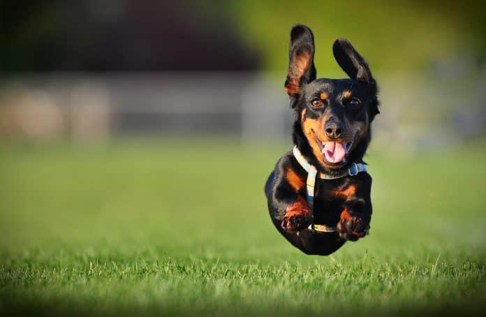 dog guide to your happiness dog guide to your happiness