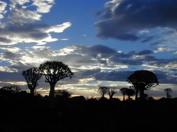 Kokerboom